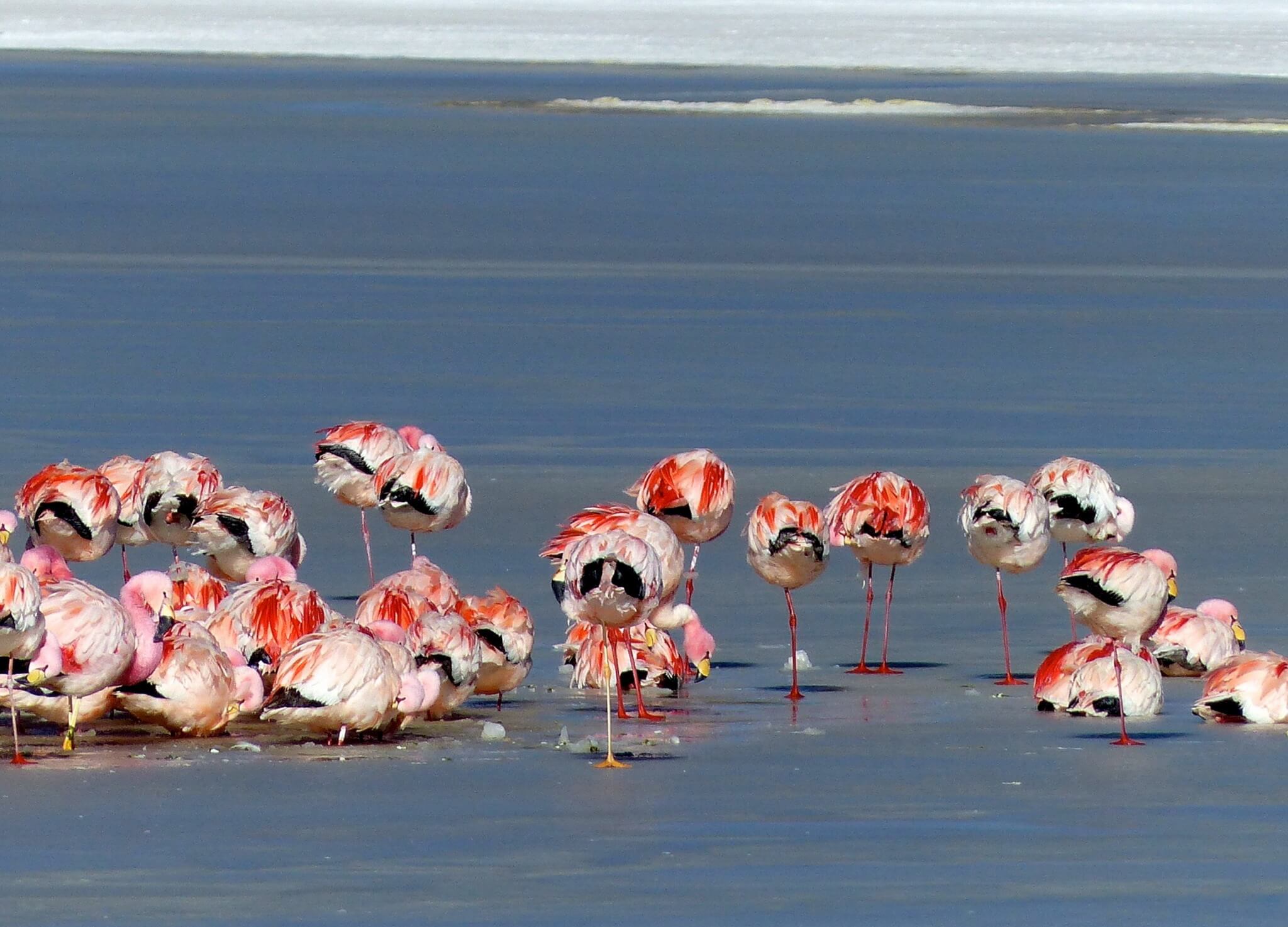 flamencos_atacama